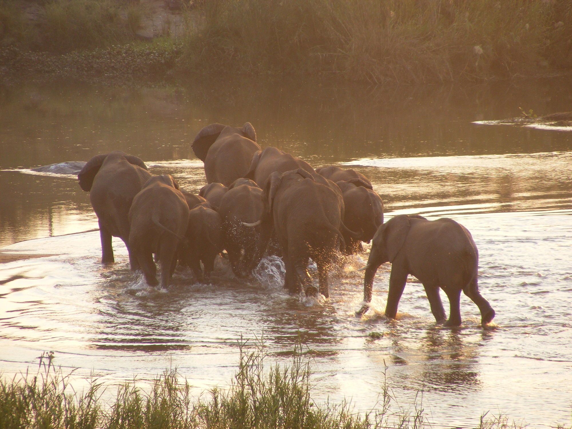 Elephant Walk Retreat Komatipoort Buitenkant foto